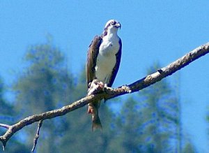 Osprey full of a fine Rogue RIver Steelhead