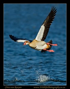 Egyptian Goose