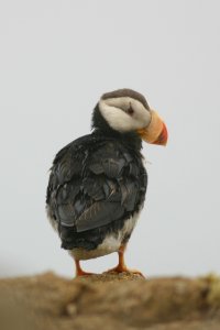 Horned Puffin