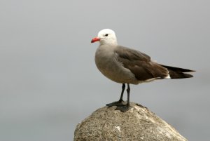 Heermann's Gull