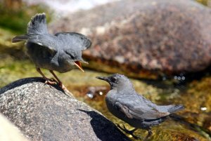 American Dipper