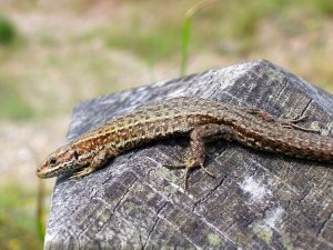 Common Lizard