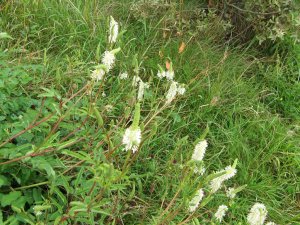 What is this plant (near pond)?