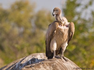White-backed Vulture on elephant carcasse