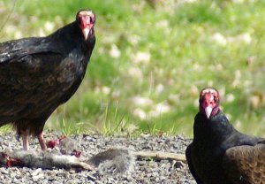 Turkey Vultures dining on road-kill