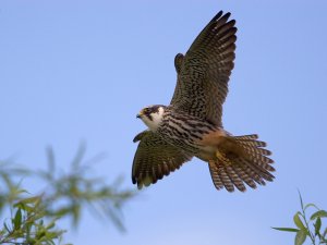 Hobby landing