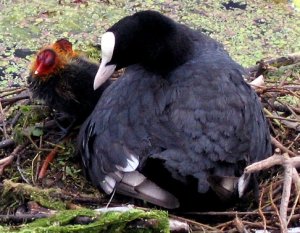coot and chicks