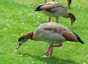 egyptian geese