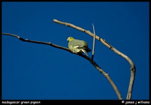 Madagascar Green Pigeon