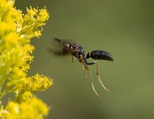 Wasp In Flight