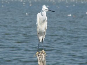 Little Egret