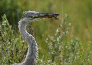 Heron whit a.........Lacerta vivipara