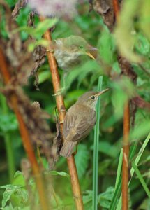 Reed Warbler with Youngster