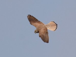 Kestrel