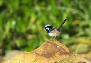 Wren on a Rock