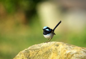 Wren on a Rock 2