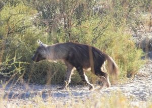 Khalahari Hyena