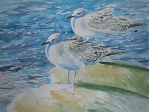 Herring Gulls (funny how you miss them)