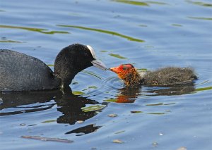 Coot feeding young