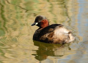 Little Grebe