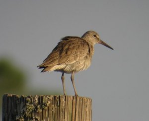 Willet