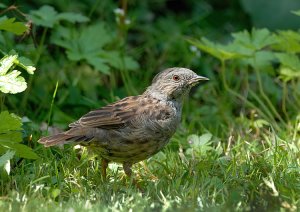 Dunnock