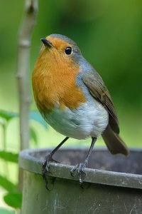 Robin