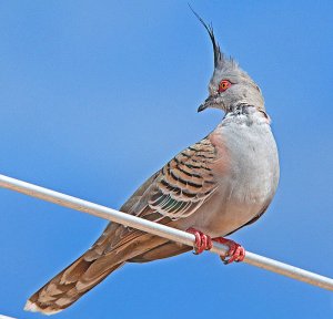 Crested Pigeon2