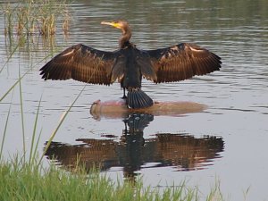 Cormorant