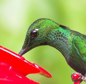 Green-crowned brilliant