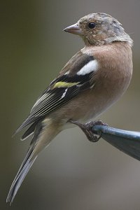 Chaffinch portrait