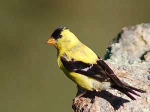 American Gold Finch (If you come any closer, I swear, I'LL JUMP!)