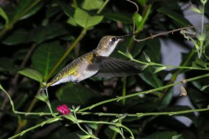 Ruby-throated Hummingbird