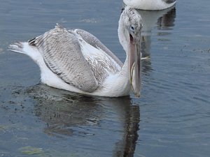 Pelecanus crispus