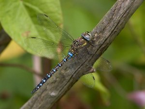 Migrant Hawker