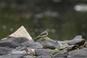 Grey wagtail by the river