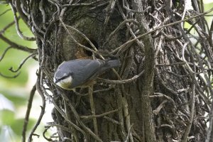 Nuthatch in the creepers