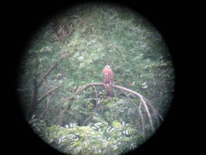 Young Northern red kite