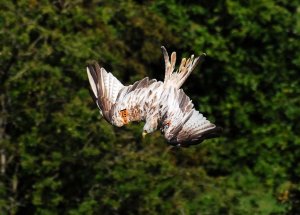 Red Kite