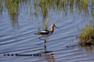 American Avocet