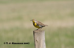 Western Meadowlark