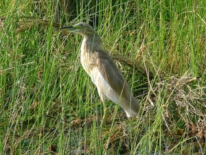 Squacco Heron