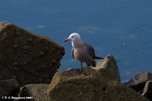 Heermann's Gull