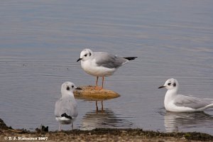 Bonaparte's Gull