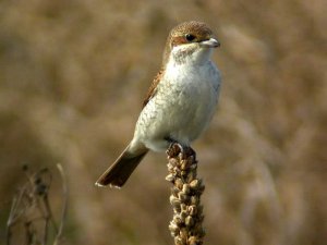 Red-backed Shrike