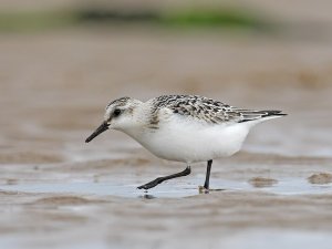 Sanderling