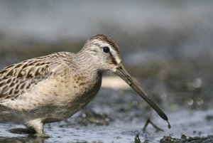 Short-billed Dowitcher