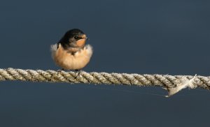 Young Swallow in the evening sunlight.