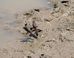 Black-faced Waxbill