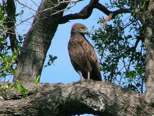Brown Snake Eagle and African Paradise Flycatcher